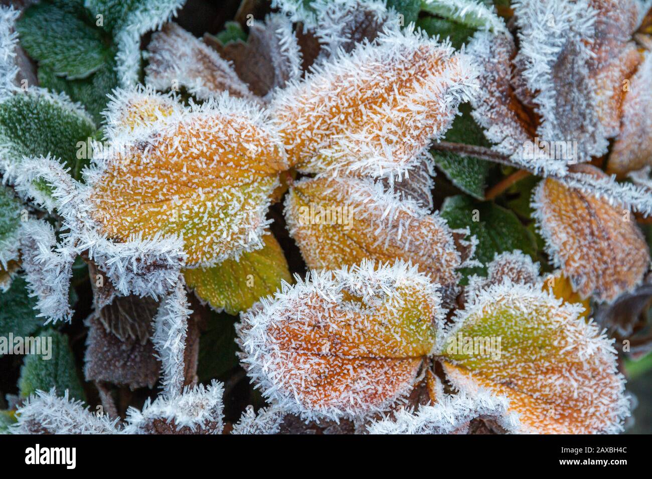 Plants covered with frost hires stock photography and images Alamy