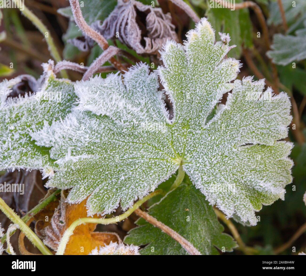 Frosted Leaf's Stock Photo