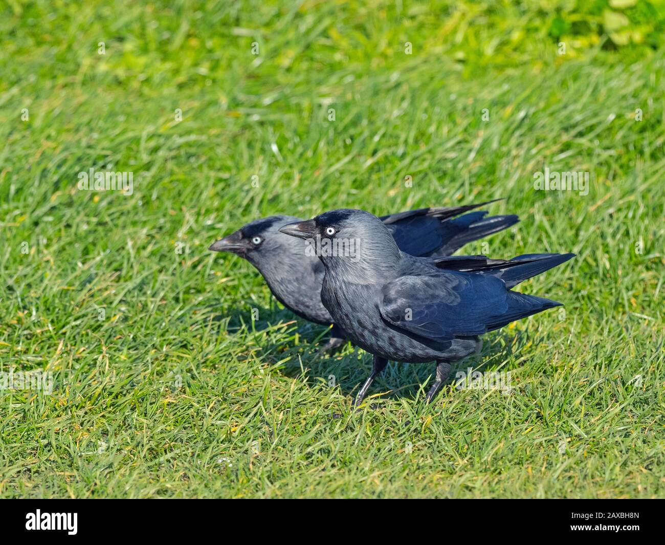 Jackdaw Corvus monedula Feeding on farmland Norfolk UK Stock Photo