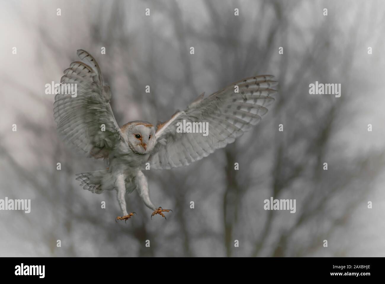 Beautiful Barn owl (Tyto alba) in flight before attack, with open wings, clean white and blue background. Action wildlife scene from nature in the Net Stock Photo