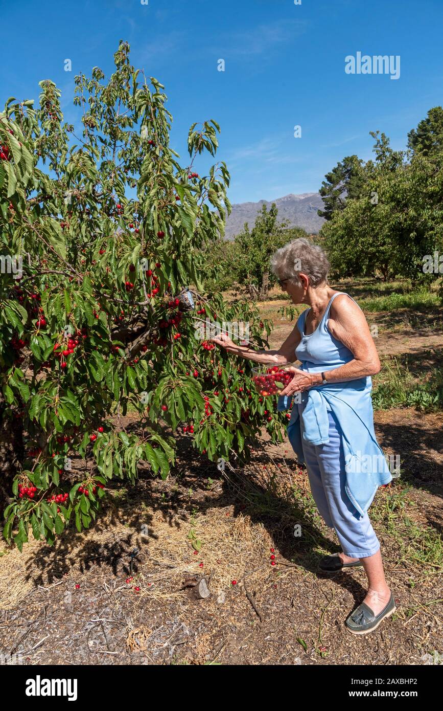 Farm cherry picker hires stock photography and images Alamy