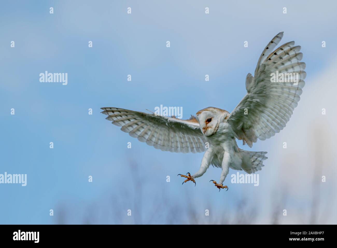 Beautiful Barn owl (Tyto alba) in flight before attack, with open wings, clean white and blue background. Action wildlife scene from nature in the Net Stock Photo