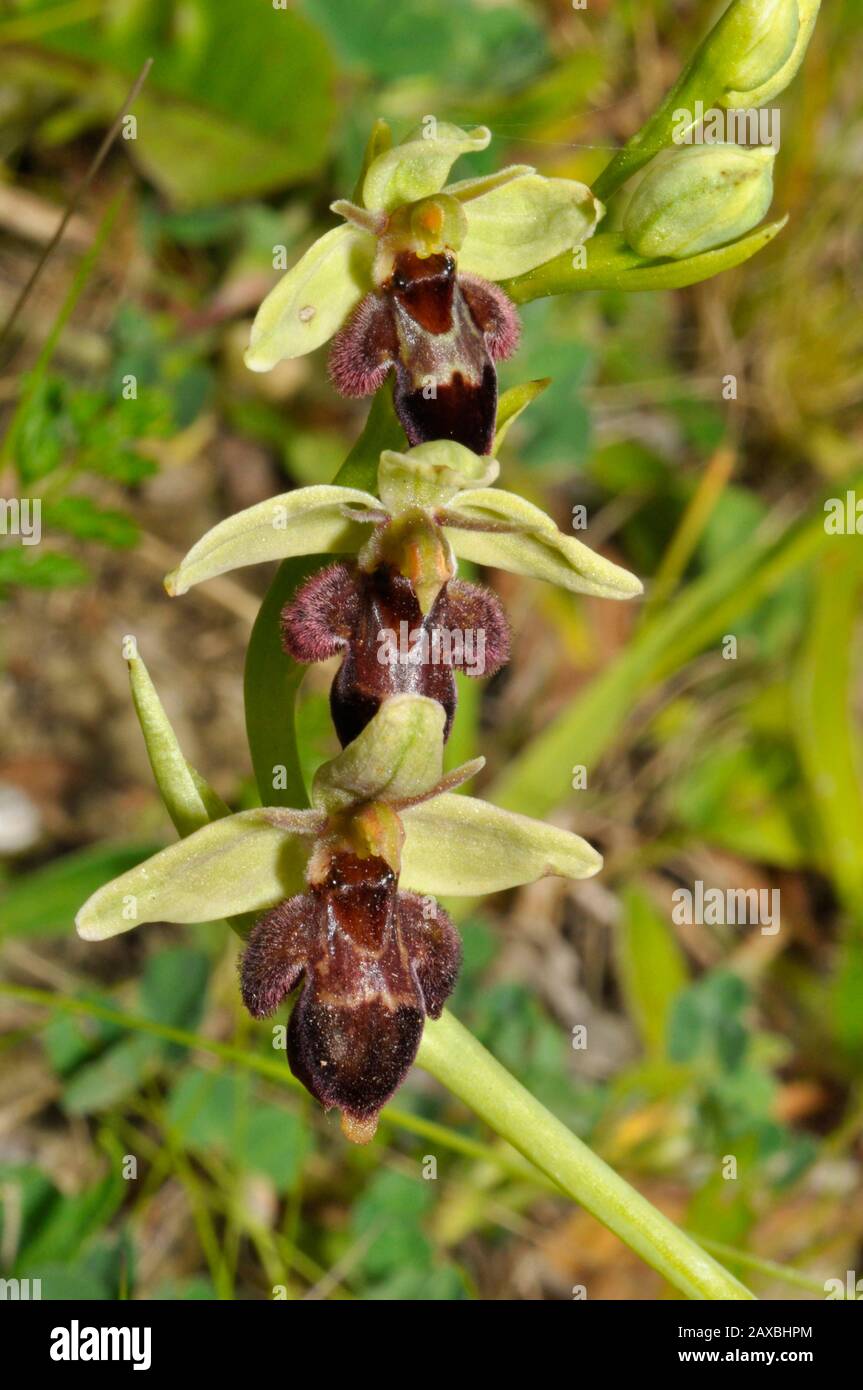 Bee Fly Hybrid Orchid, Small bear like appearance,calcium rich soil, Flowers June, Stock Photo