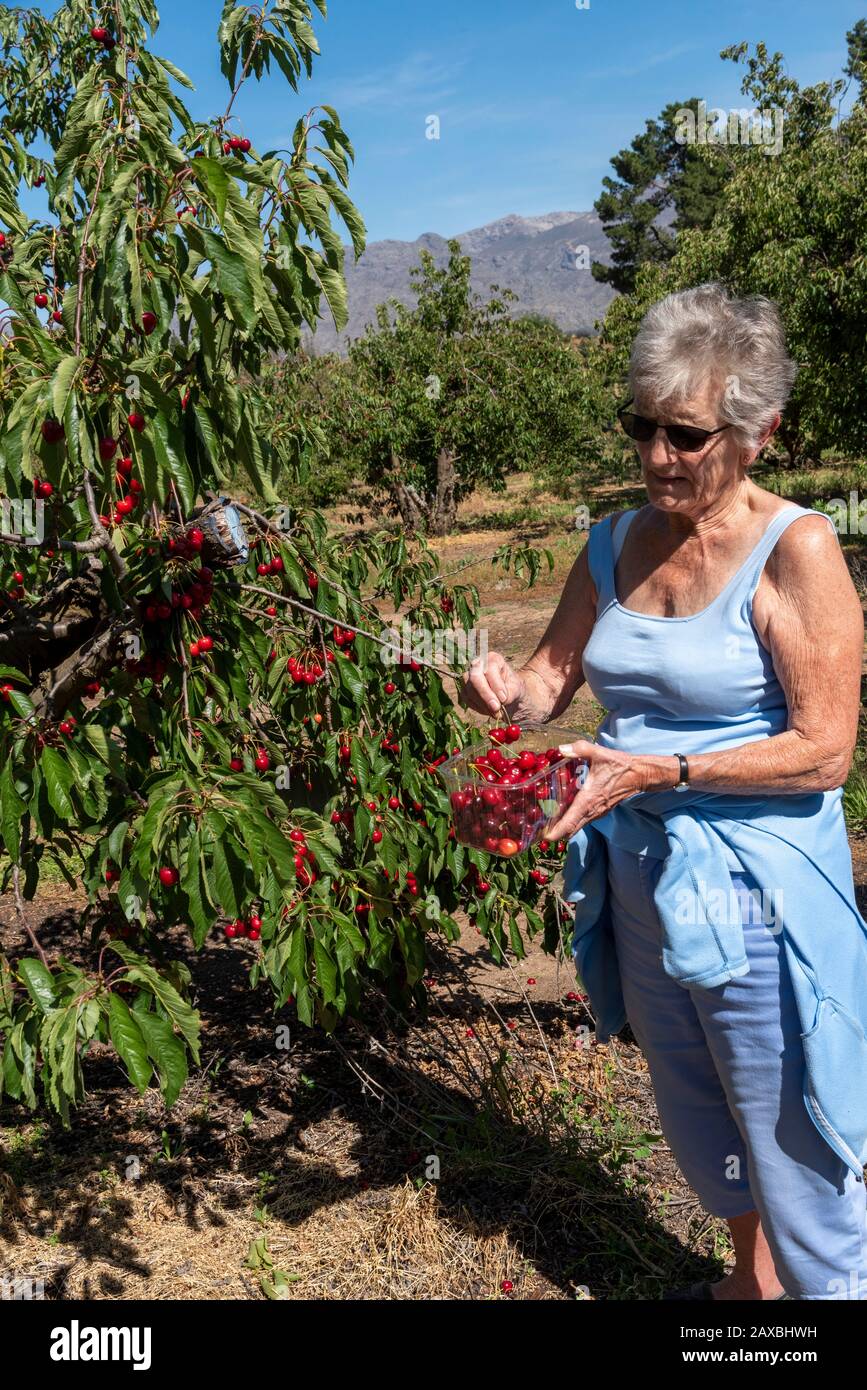 Fruit orchard western cape hires stock photography and images Alamy