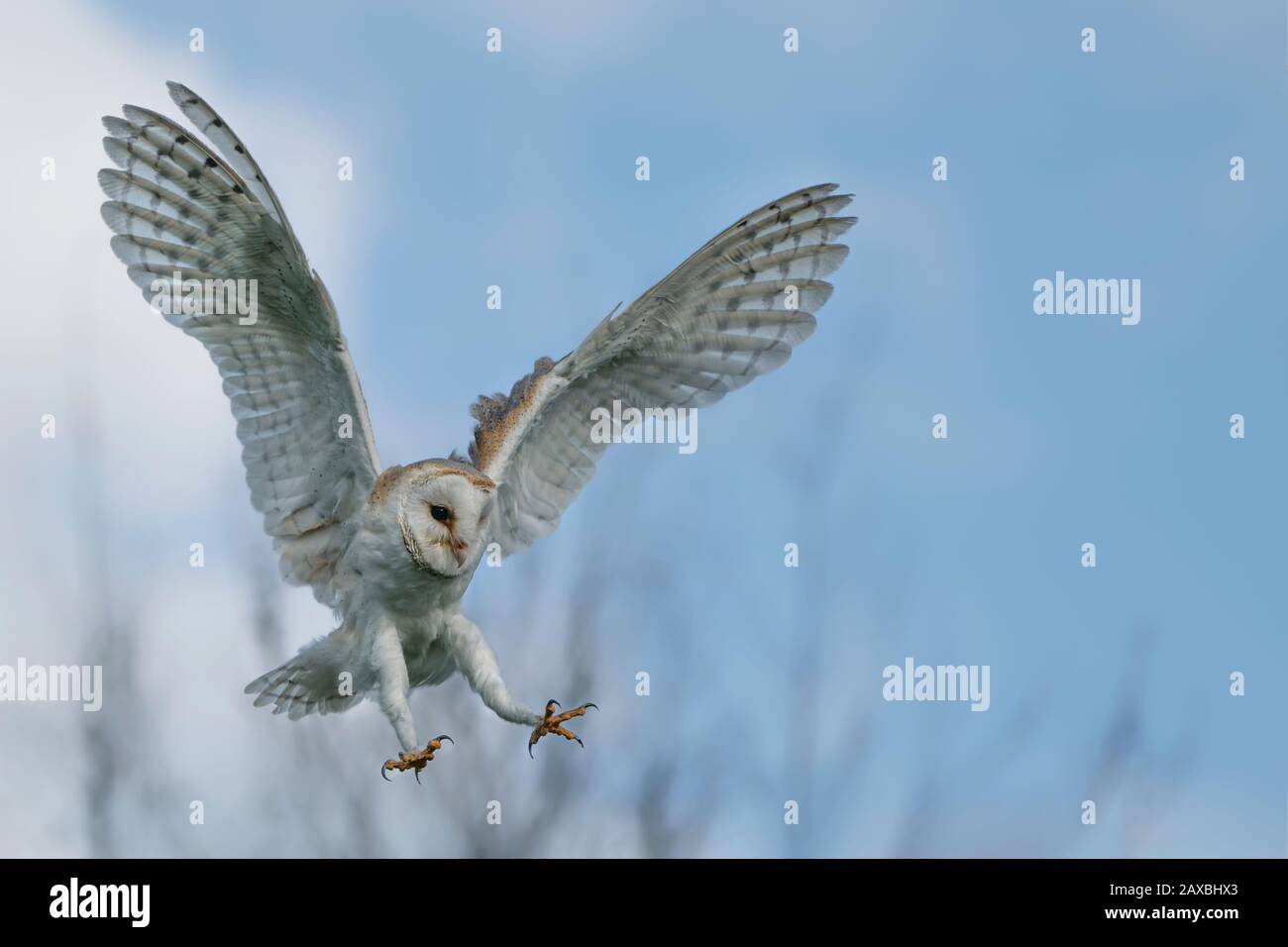 Beautiful Barn owl (Tyto alba) in flight before attack, with open wings, clean white and blue background. Action wildlife scene from nature in the Net Stock Photo