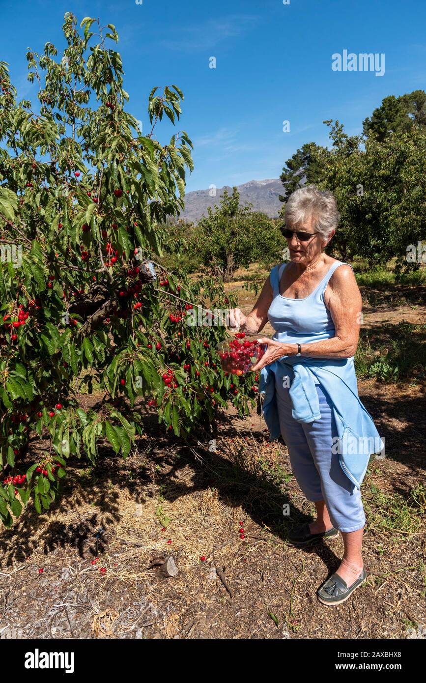 Klondyke Cherry Farm, Ceres, Western cape South Africa. Dec 2019