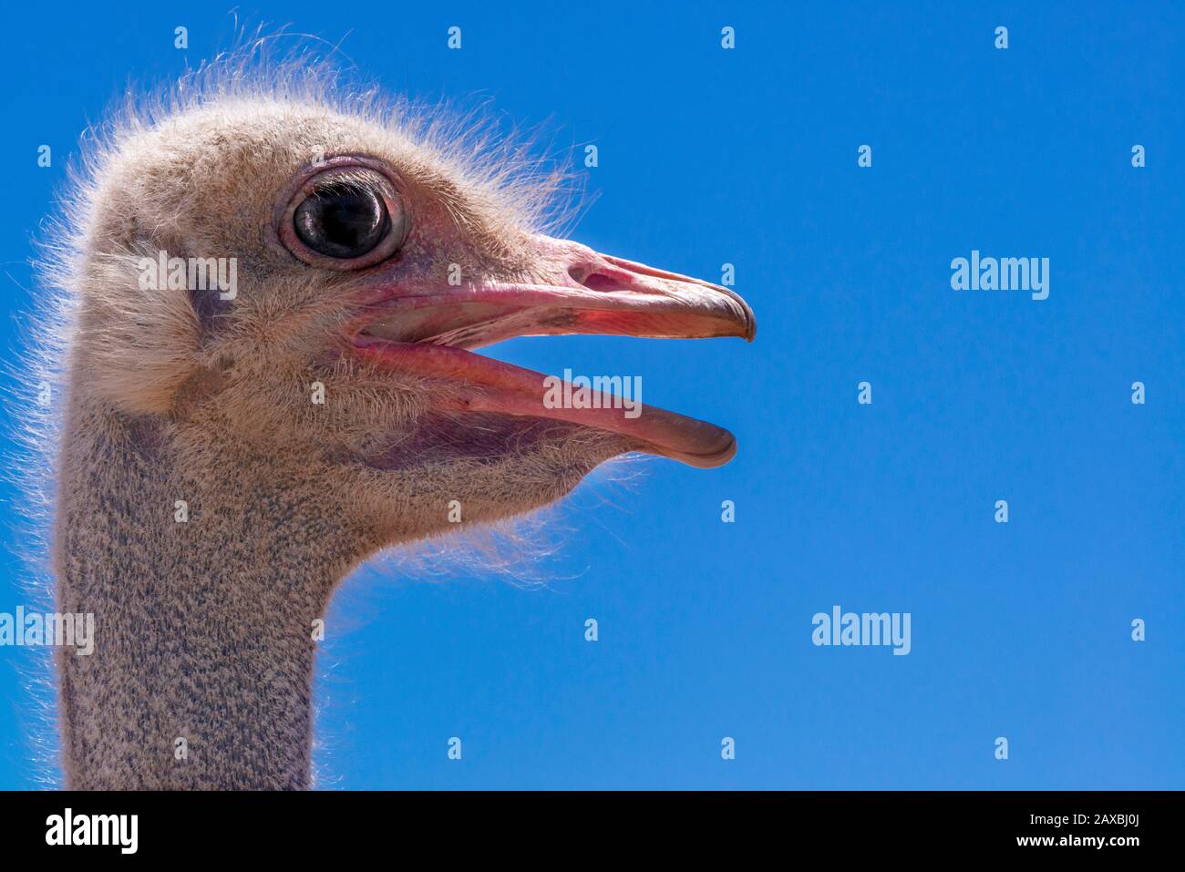 Closeup of ostrich head with its beak open Oudtshoorn, Western Cape