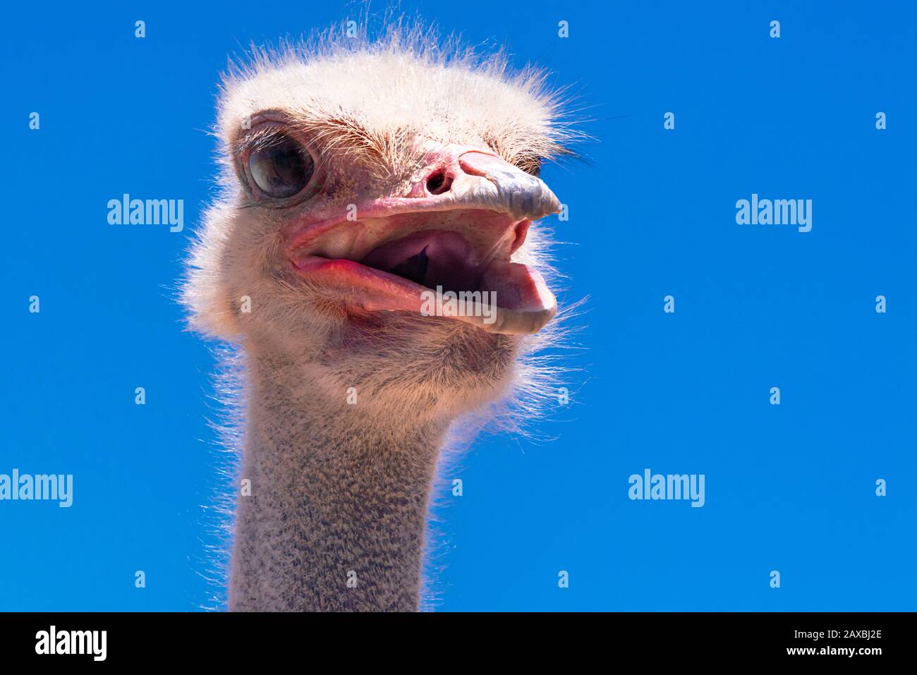 Close-up of ostrich head with its beak open - Oudtshoorn, Western Cape Province, South Africa Stock Photo