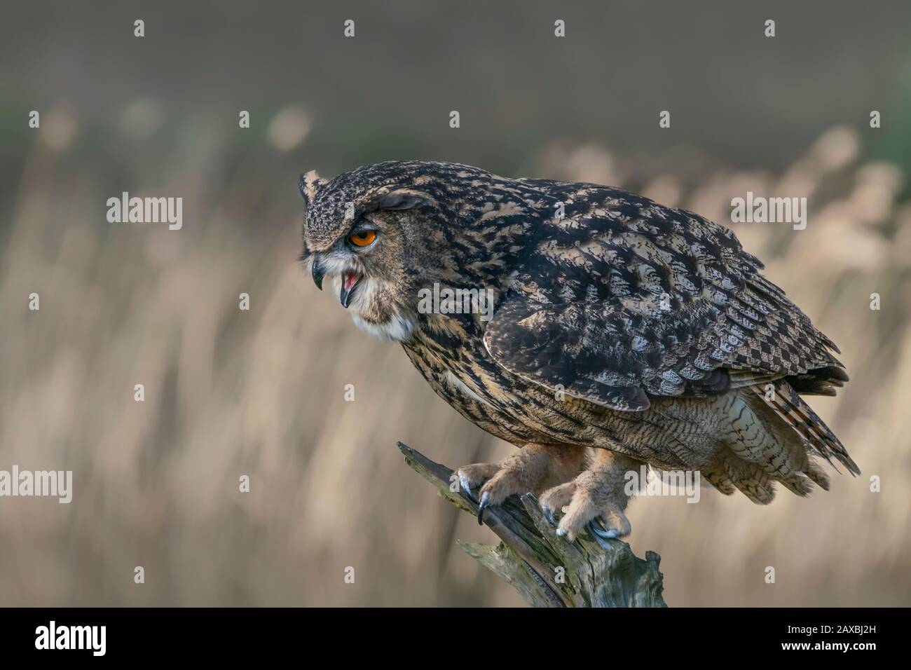 Eurasian Eagle owl (Bubo bubo) on a branch. Noord Brabant in the Netherlands. Stock Photo