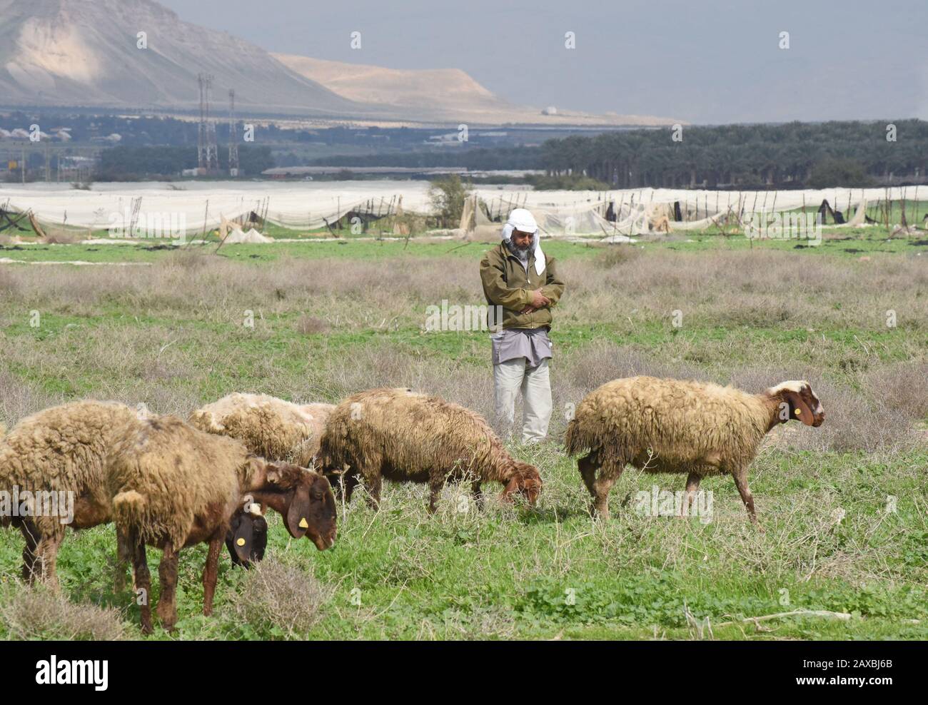 Palestinian Shepherd Hi res Stock Photography And Images Alamy