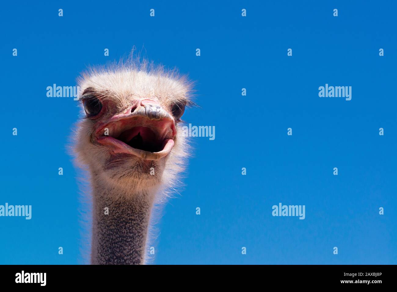 Close-up of ostrich head with its beak open - Oudtshoorn, Western Cape Province, South Africa Stock Photo