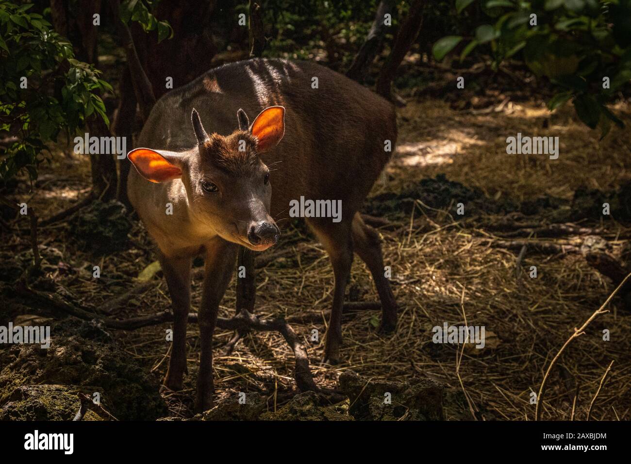 Red Brocket Deer, Barbados Stock Photo