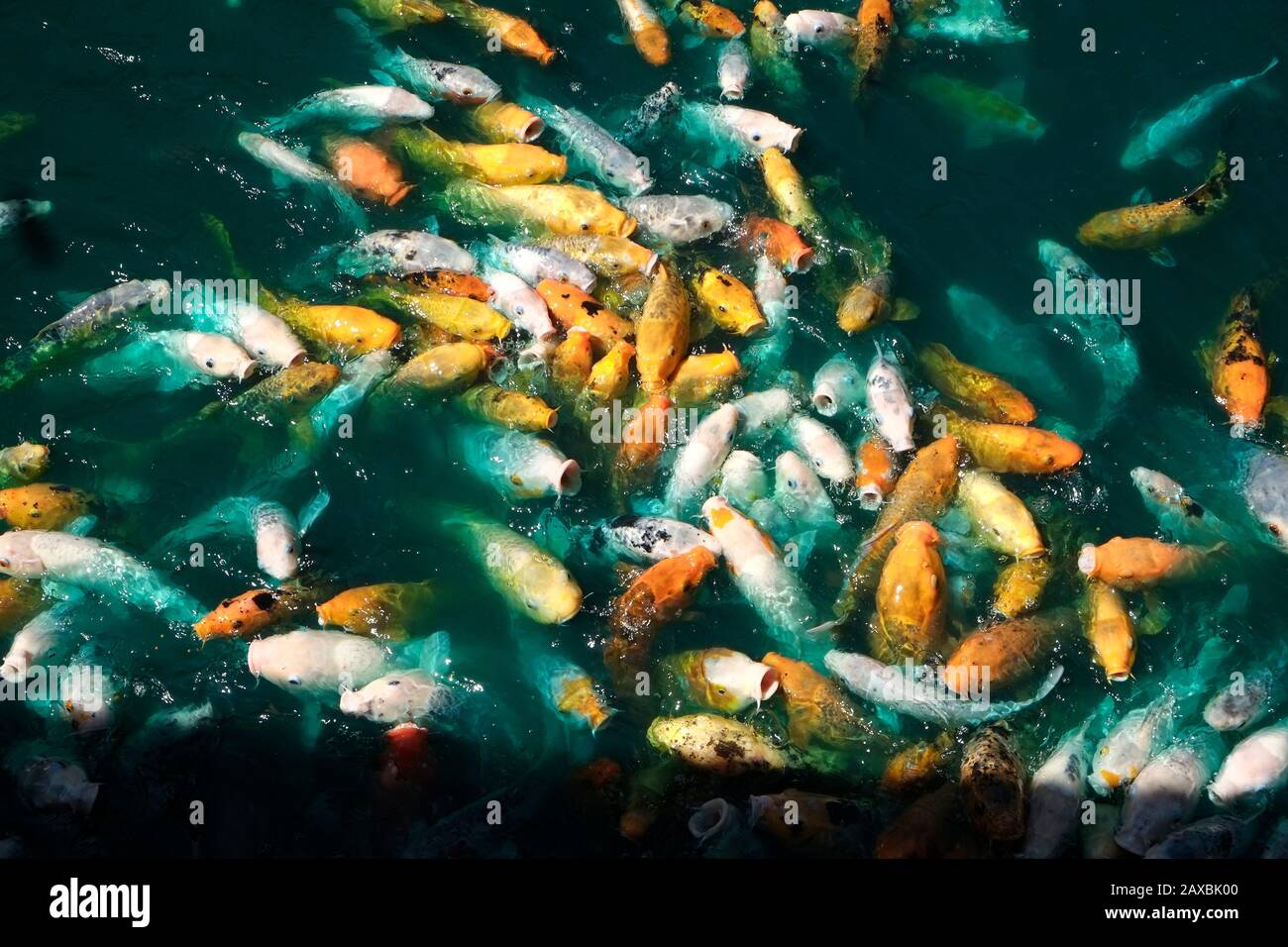 Koi Carp  Jinli or Nishikigoi  Genus C. Rubrofuscus  Coldwater Fish Stock Photo
