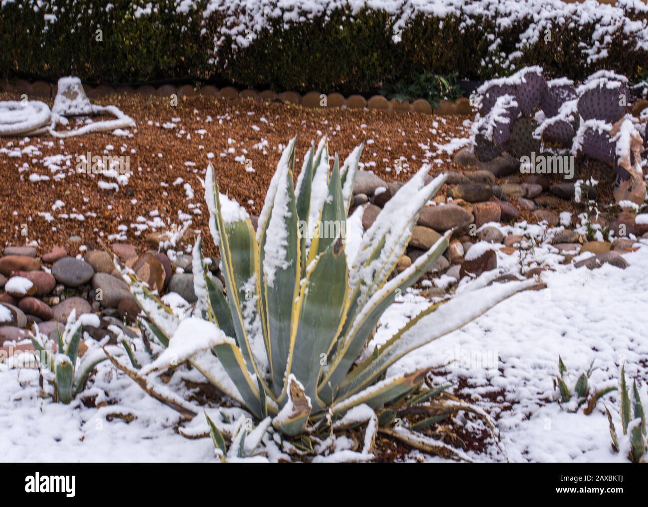 Snow on a desert cactus in New Mexico Stock Photo