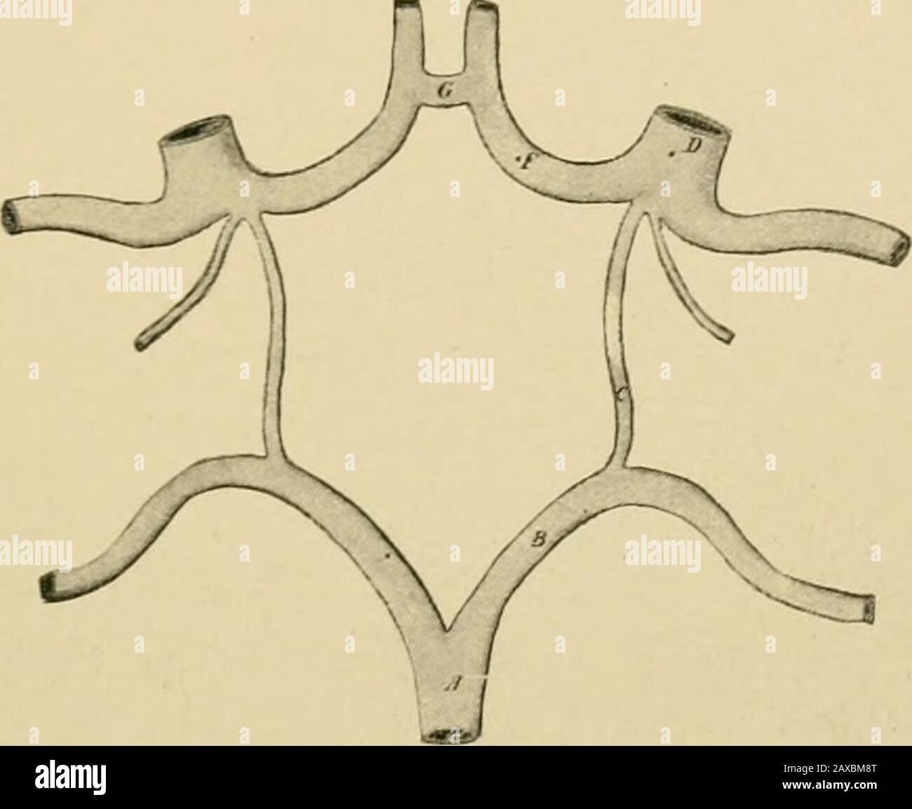 Maxillary artery hires stock photography and images Alamy