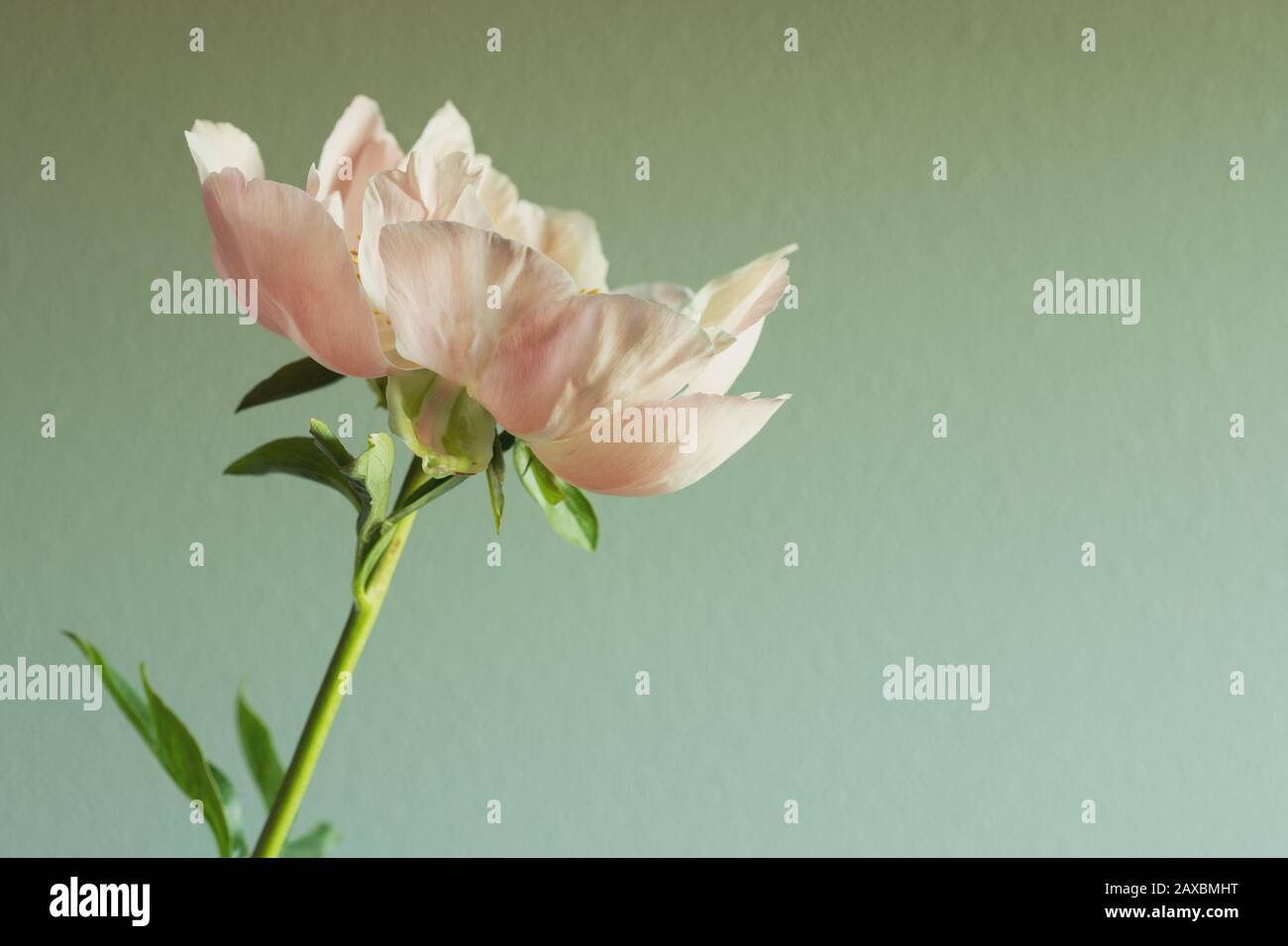 Isolated Light Pink Peony with Green Background Stock Photo - Alamy