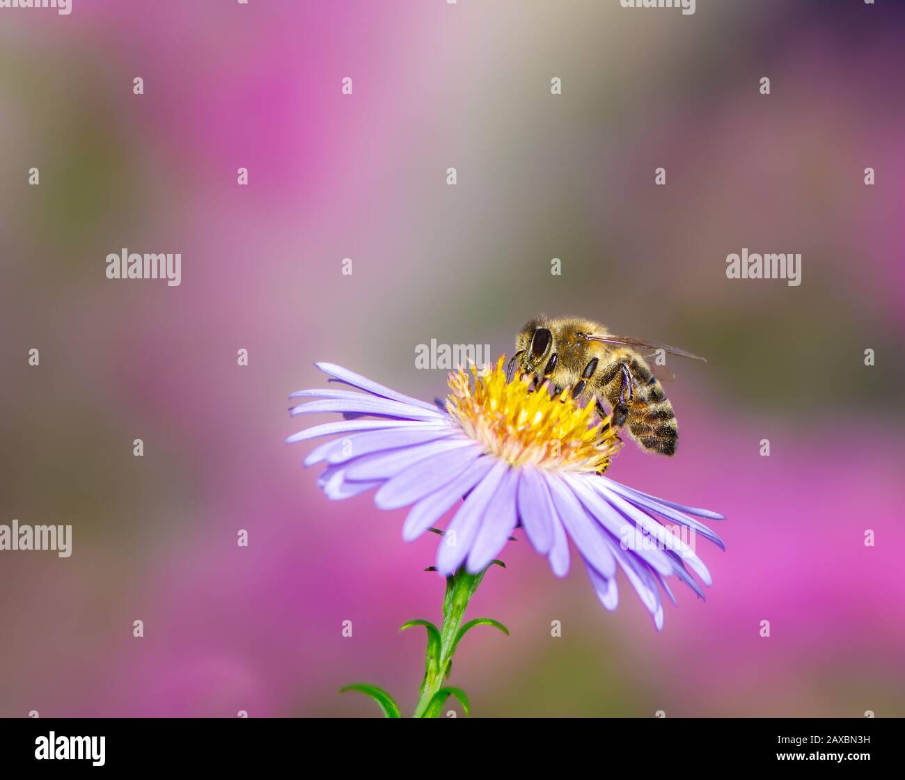 Honeybee collecting nectar on a purple aster flower. Stock Photo