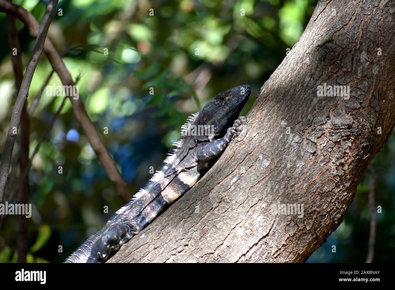 Spiny-Tail Iguana Spotted in Playa Del Coco, Costa Rica Stock Photo