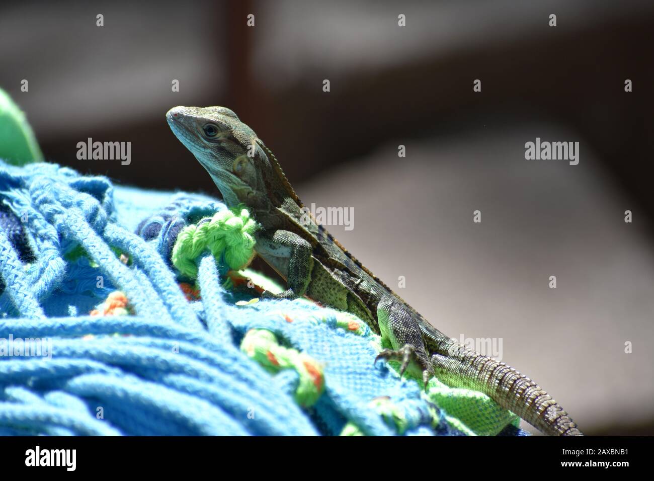 Small lizard in Playa Del Coco, Costa Rica Stock Photo