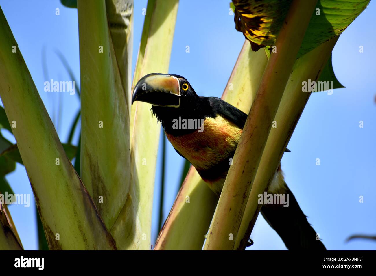 A collared aracari seen in Tenorio Volcano National Park, Costa Rica Stock Photo
