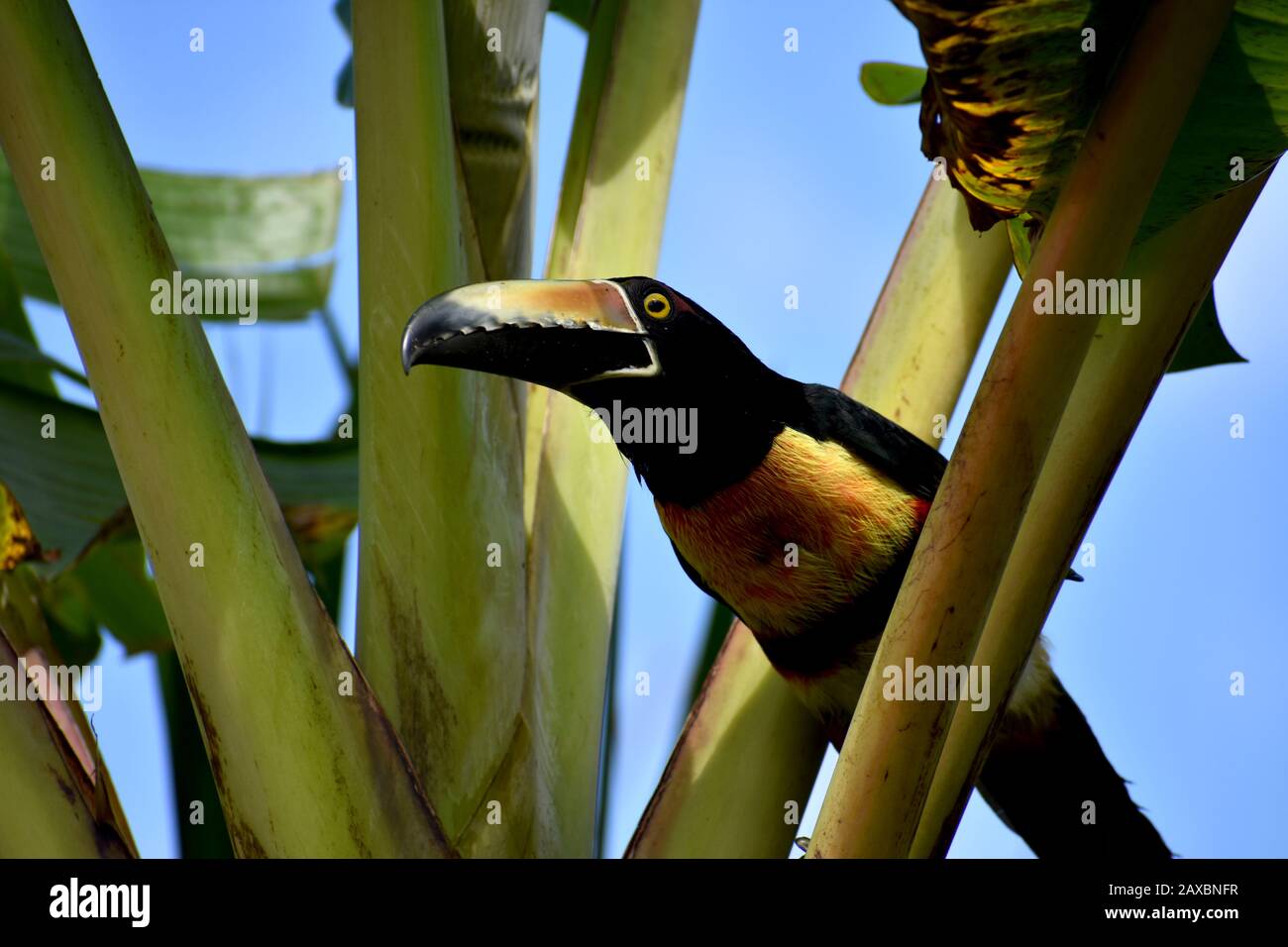 A collared aracari seen in Tenorio Volcano National Park, Costa Rica Stock Photo