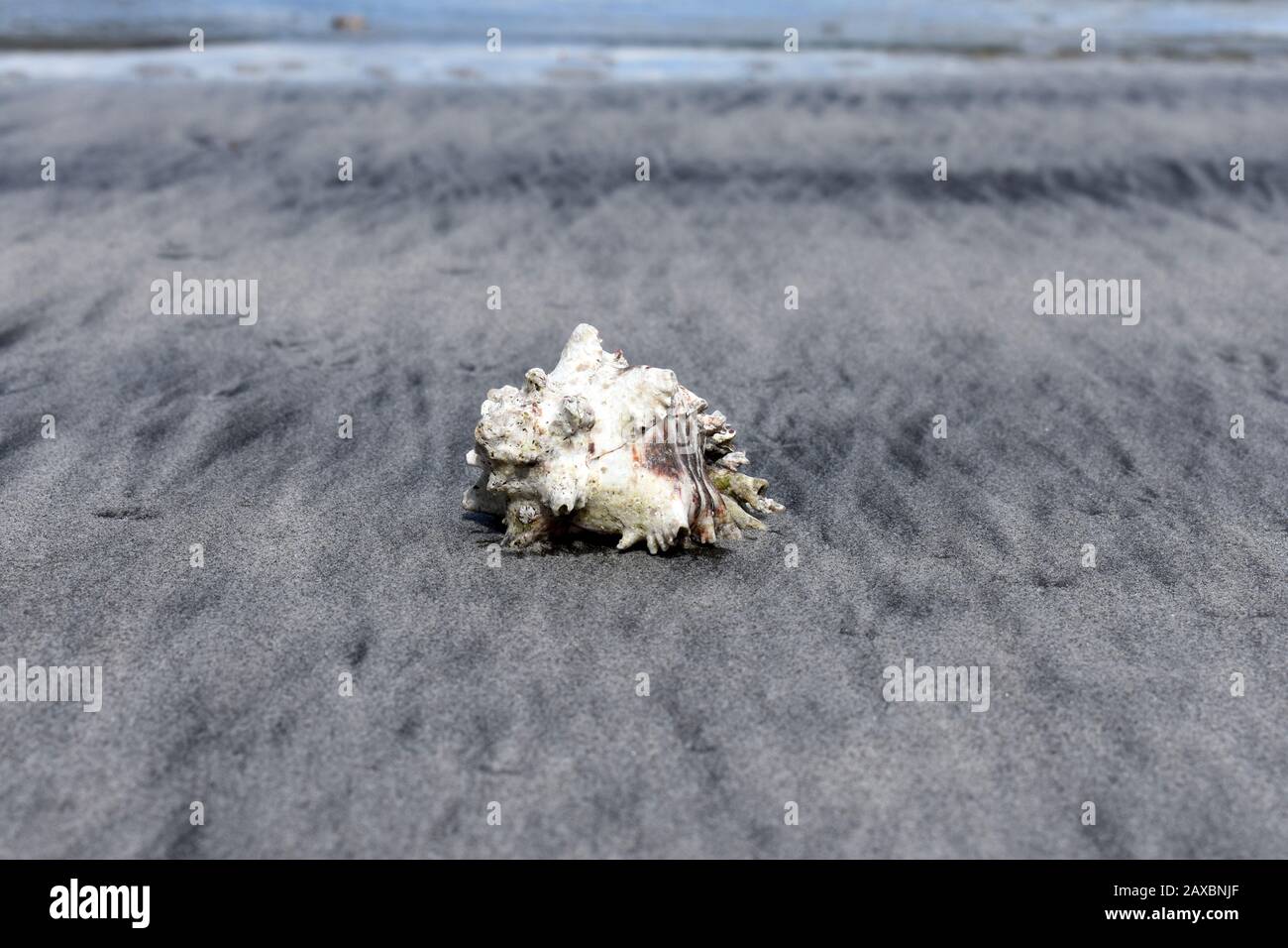 A Gastropod Shell spotted while doing snorkeling at Nacascolo, Costa Rica Stock Photo