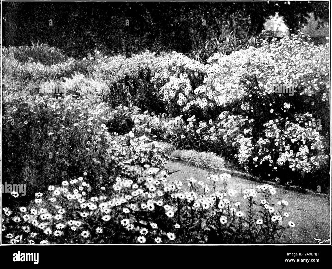 Wood and garden; notes and thoughts, practical and critical, of a working amateur . Borders of Michaelmas Daisies. OCTOBER 127 varieties of Mdalia japonica, the fresh green foliage ofIndian Corn, and the brUliant light-green leafage ofFunkia grandiflora. Great attention is paid to stakingthe Asters. Nothing is more deplorable than to seea neglected, overgrown plant, at the last moment, whenalready half blown down, tied up in a tight bunch toone stake. When we are cutting underwood in thecopse in tlie winter, special branching spray is lookedout for our Michaelmas Daisies and cut about four fee Stock Photo