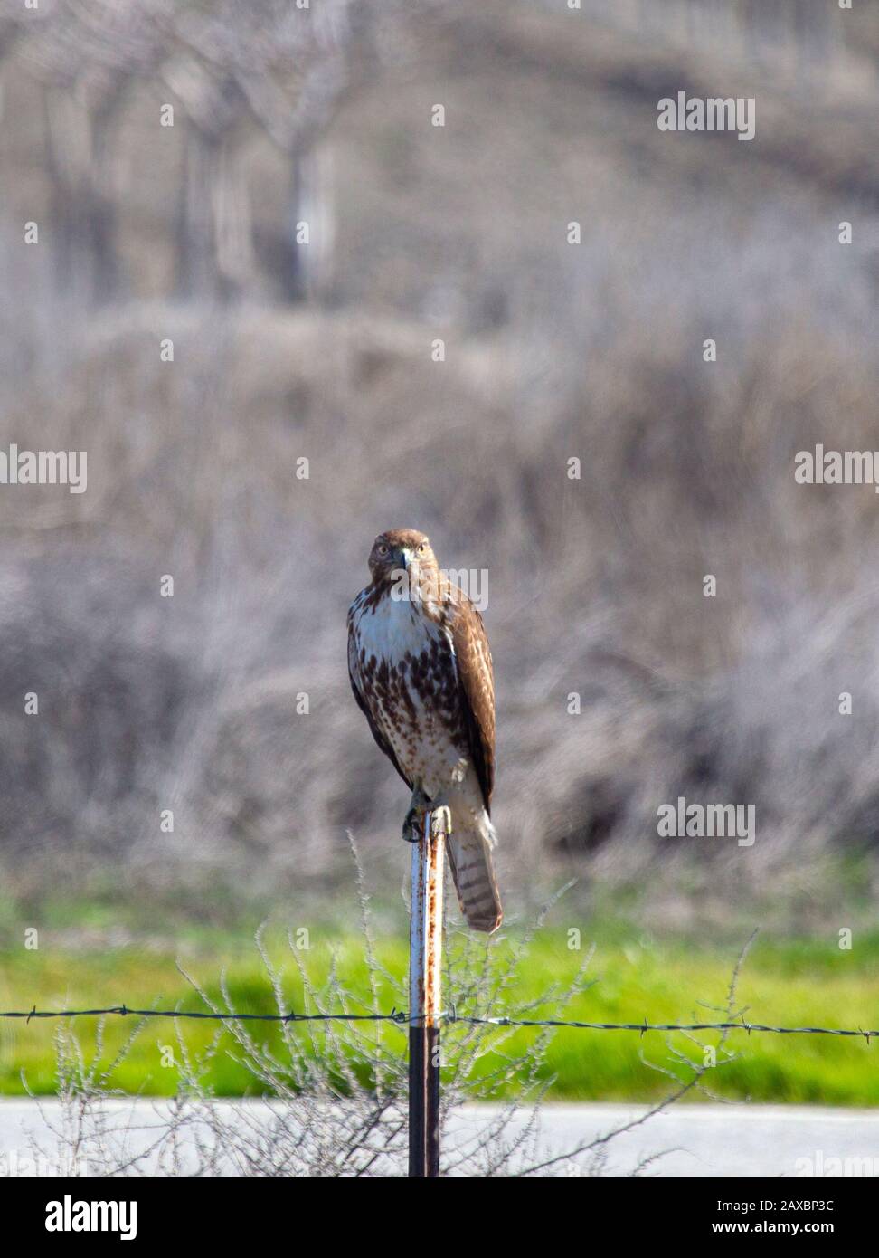 Red tailed Hawk Stock Photo Alamy