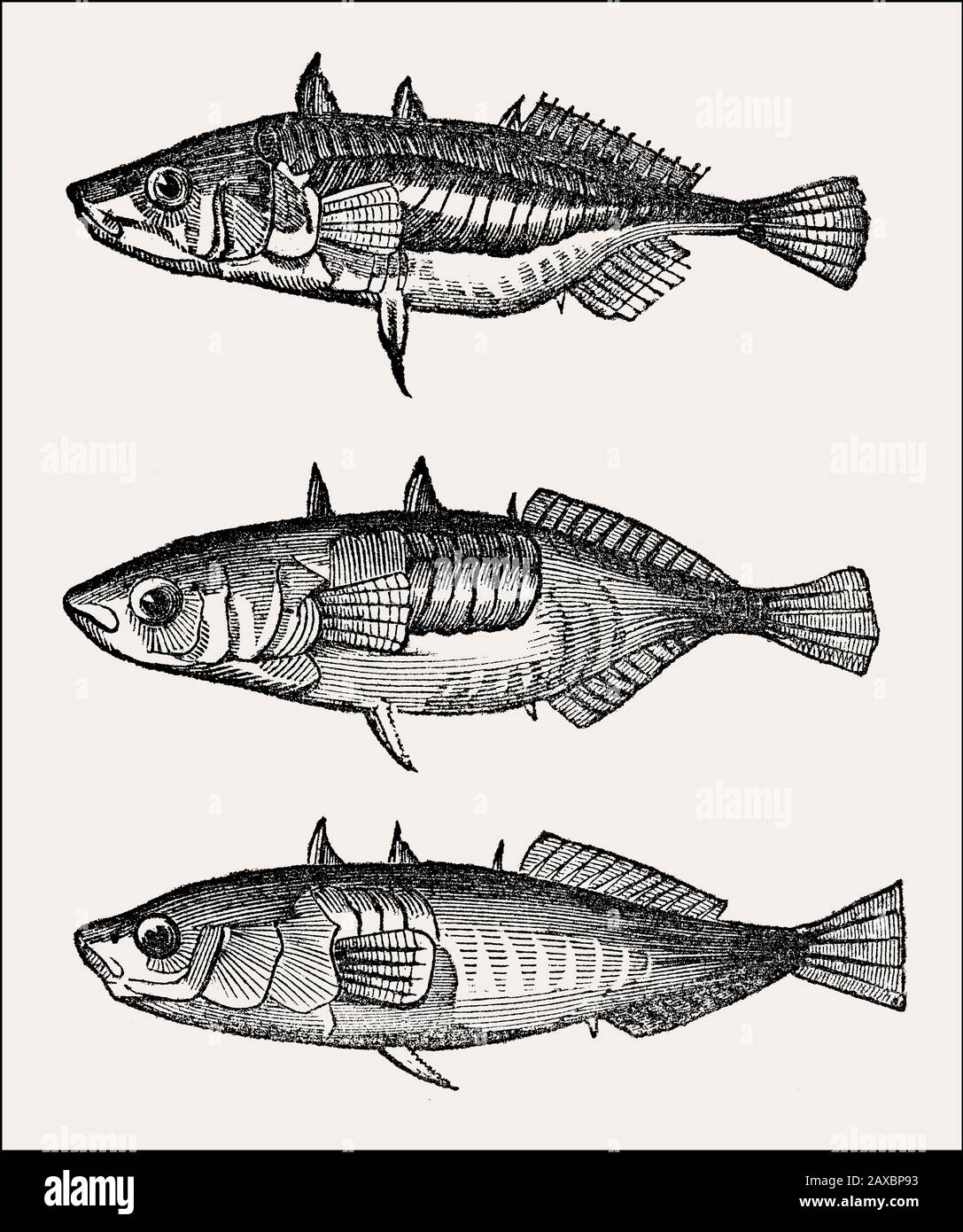 3 different types of three-spined stickleback  (Gasterosteus aculeatus), 19th century Stock Photo