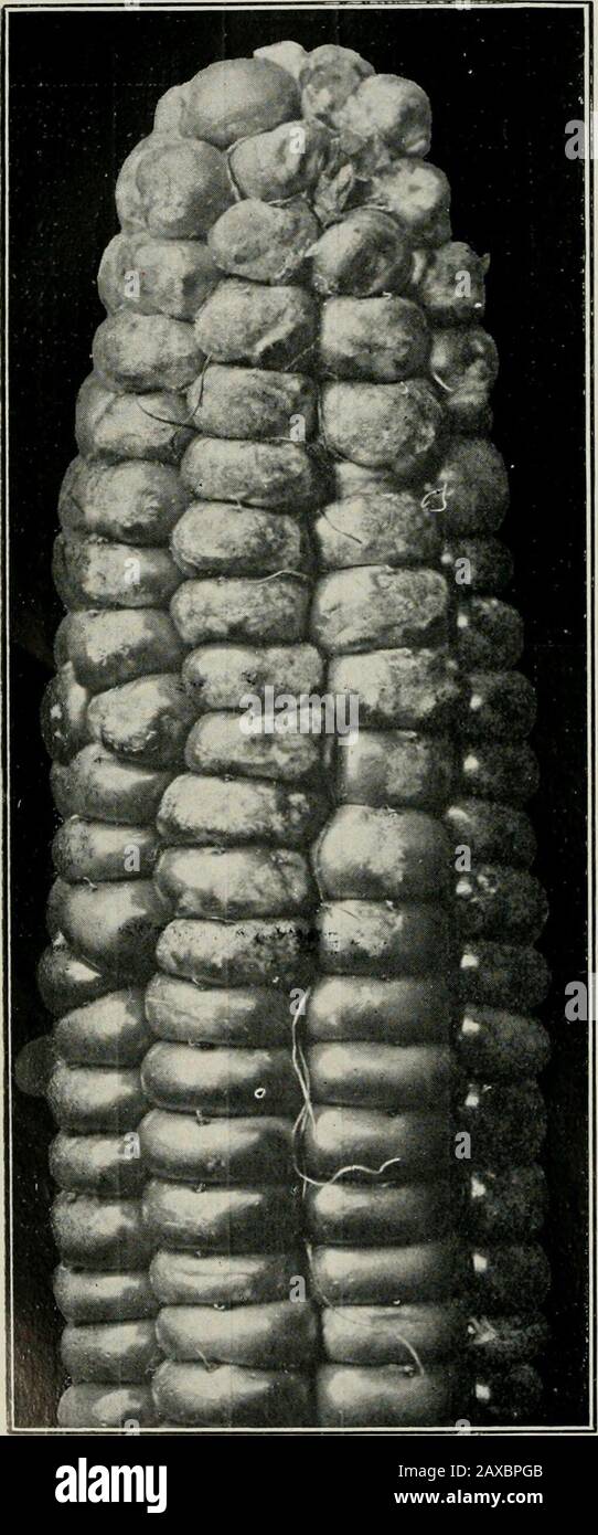 The Journal of the Department of Agriculture, Victoria . e markings re-semble the disease known as Bitter Pit. Mr. Bayford says:— I amsending a specimen known hereas the Soldier Beetle, which isdoing much damage. To-daythe local surveyor showed mehow they were destroying hismaize cobs wherever the out-side covering had been loosenedin any way that gave them achance to get at the maize in-side. The maize cobs werecovered with the.se insects. I am forwarding with thisa maize cob from the patch Imentiofled to you. You willnotice that the bugs havedamaged the end of the cob,and if I have succeeded Stock Photo