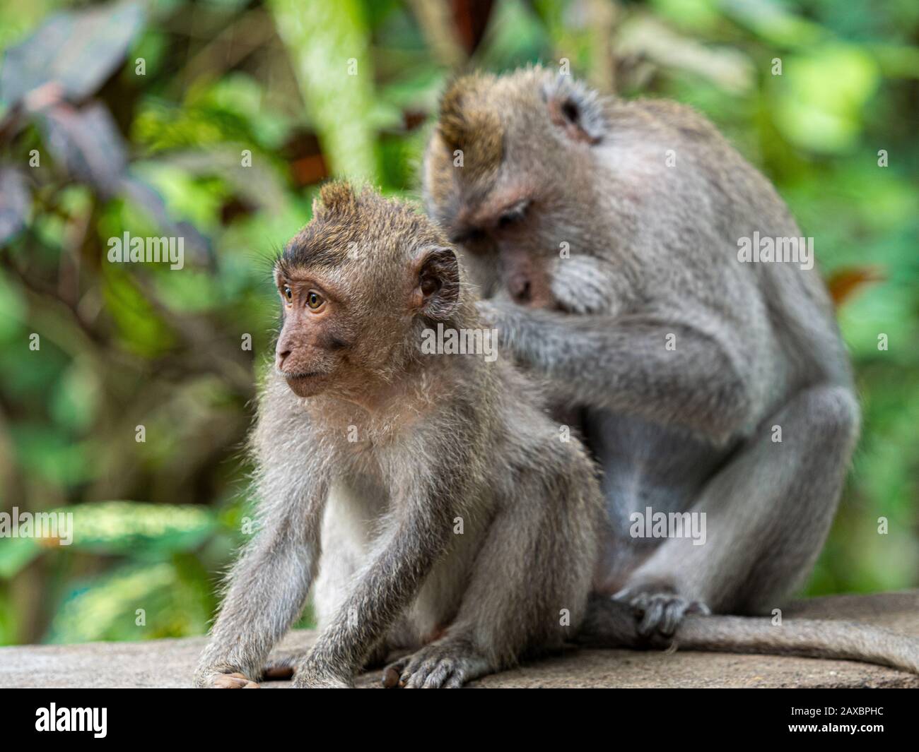 Shameful monkey stock image. Image of cleaning, africa - 87532525