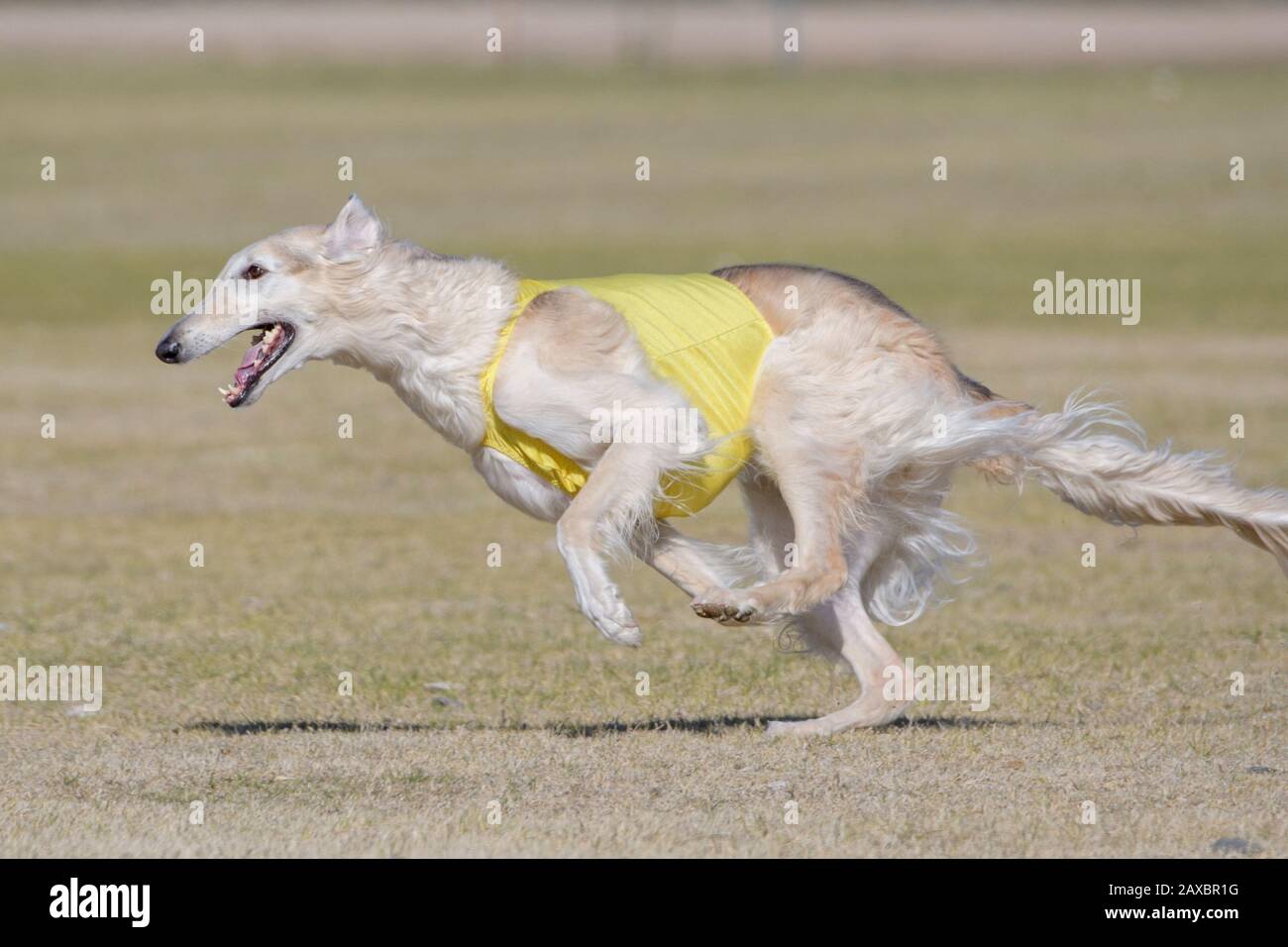 https://c8.alamy.com/comp/2AXBR1G/sight-hound-russian-borzoi-chasing-a-lure-on-a-testing-course-2AXBR1G.jpg