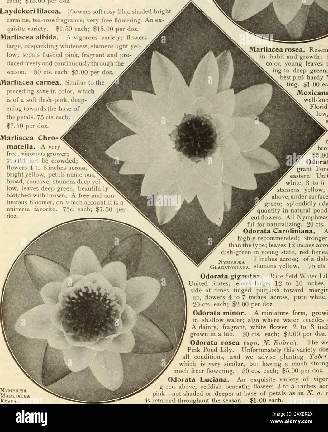 Dreer's garden book : seventy-fourth annual edition 1912 . NVMPH,B MarliacbaChromatilla. Marliacea Chromatelia. A veryfree, vigorous grower;should not be crowdedflowers 4 to (i inches across,bright yellow, petals numcroubroad, concave, stamens deep ylow, leaves deep green, beautifullyblotched with l)rown. A free and continuous bloomer, on which account it is auniversal favorite. 75c. each; $7.50 perdoz. Nymph«aMarliacba RoSBA. Marliacea rosea. Resembles iV. M. carneahal)it and growth; flowers large, rosecolor, young leaves purplish-red, chang-ing to deep green. One of the verybest pink hardy Stock Photo