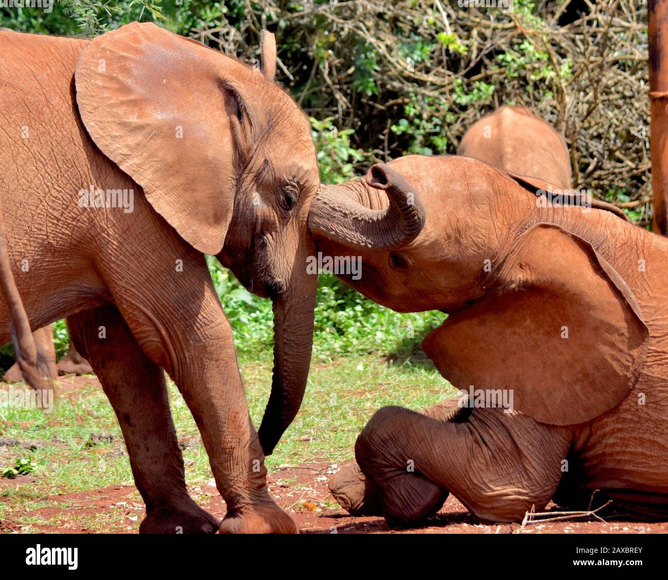 Two baby elephant orphans playing together.  (Loxodonta africana) Stock Photo