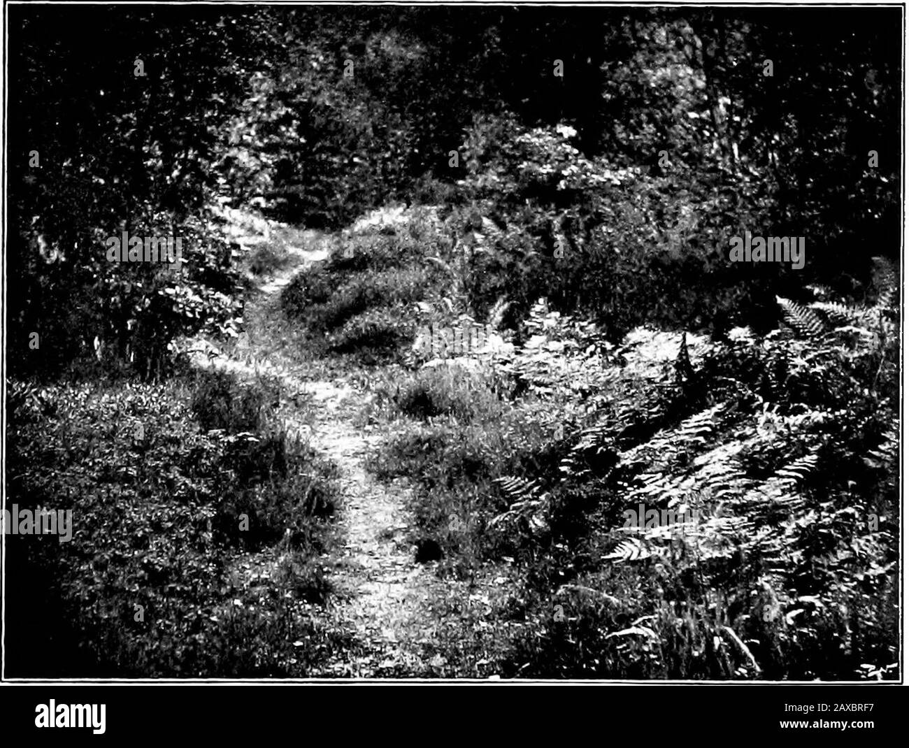 Hardy annuals border Black and White Stock Photos & Images - Alamy