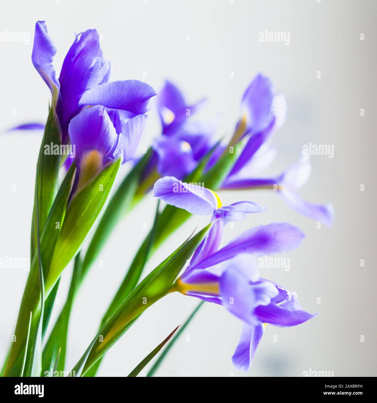 Bouquet of Japanese irises over light gray blurred background, square macro photo with selective focus. Iris Laevigata Stock Photo