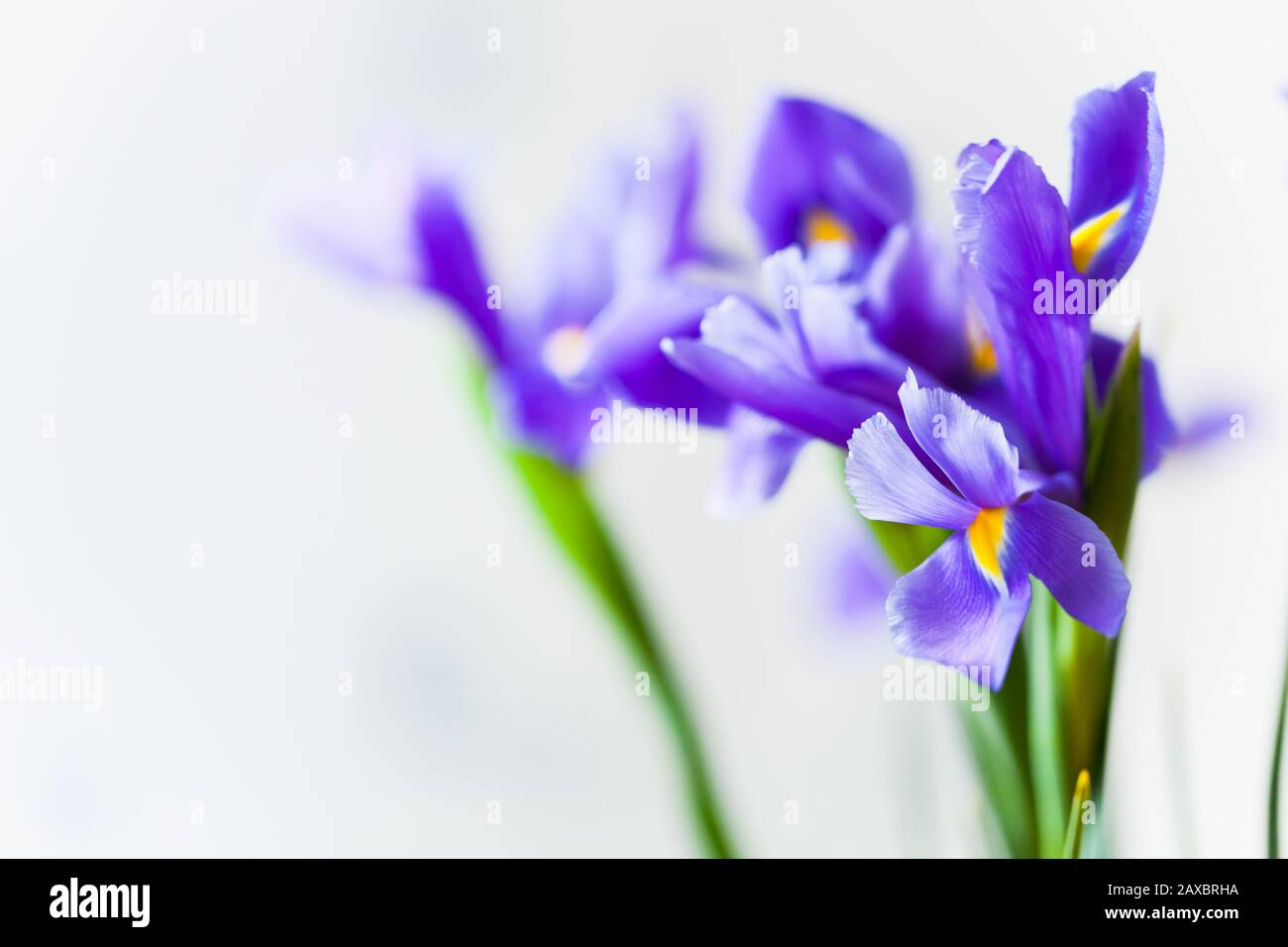 Japanese iris, flowers over light gray blurred background, macro photo with selective focus. Iris Laevigata Stock Photo