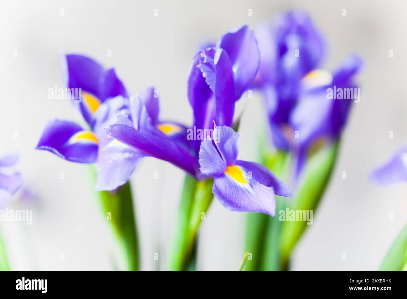 Japanese irises over light gray blurred background, macro photo with selective focus. Iris Laevigata Stock Photo