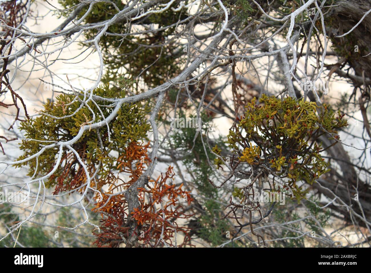 Hemiparasitic Southern Mojave Desert native Bollean Mistletoe, Phoradendron Bolleanum, differs from purely parasitic counterparts with photosynthesis. Stock Photo