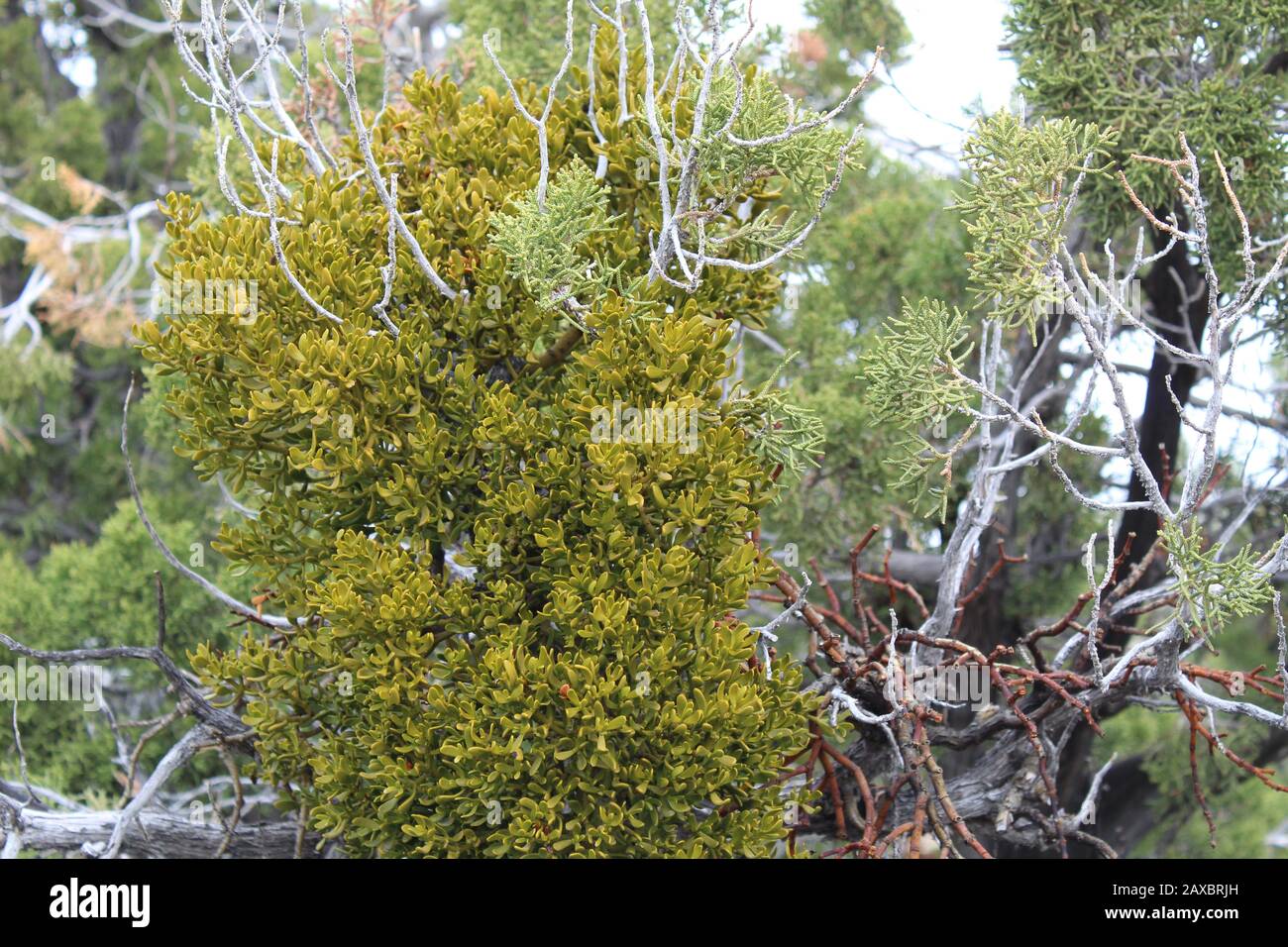 Hemiparasitic Southern Mojave Desert native Bollean Mistletoe, Phoradendron Bolleanum, differs from purely parasitic counterparts with photosynthesis. Stock Photo