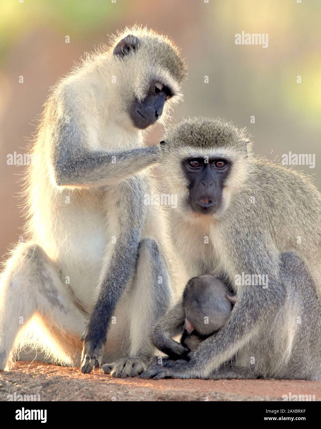 Beautiful morning light shines on a female vervet monkey grooming a mother vervet cradling her infant. (Chlorocebus pygerythrus) Stock Photo