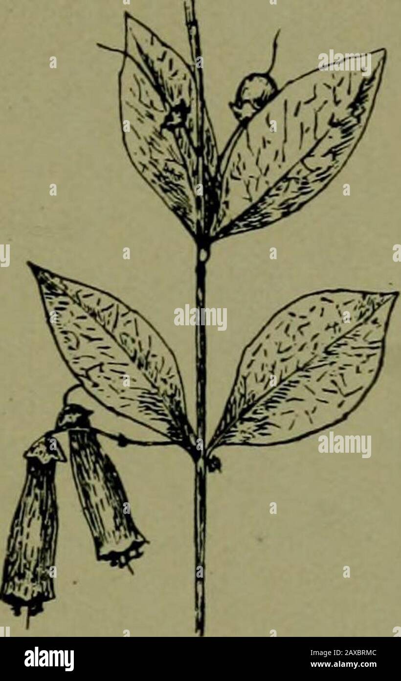 Plants and their ways in South Africa . Fig. 339.—A^iew^jm. Fig, 340.—Halleria lucida, L. BB. Corolla not saccate or spurred. Stamens 4— Freylinia. — Calyx 5-parted. Corolla tubular, limbspreading. Shrubs with opposite (or upper alternate), shiny,entire leaves and panicles of orange or lilac flowers. Halleria.—Calyx cup-like, 3-5-parted. Corolla tubular,widening upwards, and shortly lobed at the tip. Stamens 4.Pruit fleshy, indehiscent. Shrubs with red flowers, hanging inclusters or single from the axils of dark glossy leaves. Zaluzianskya {Nycterinia).—Corolla tube long, slender;limb 5-lobed, Stock Photo