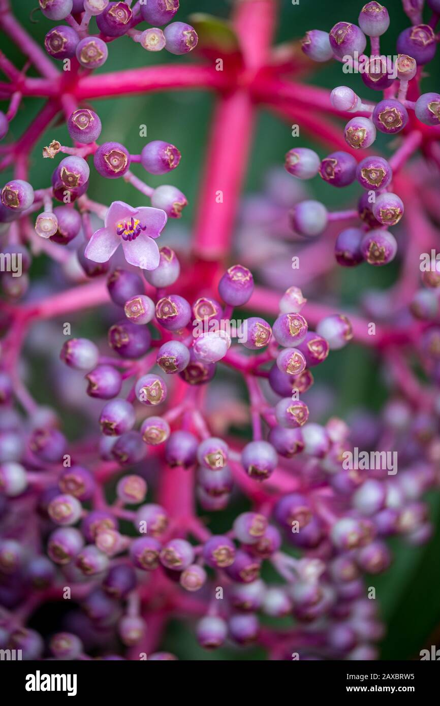 A vibrant closeup photo of a bright pink showy medinilla (medinilla magnifica) Stock Photo