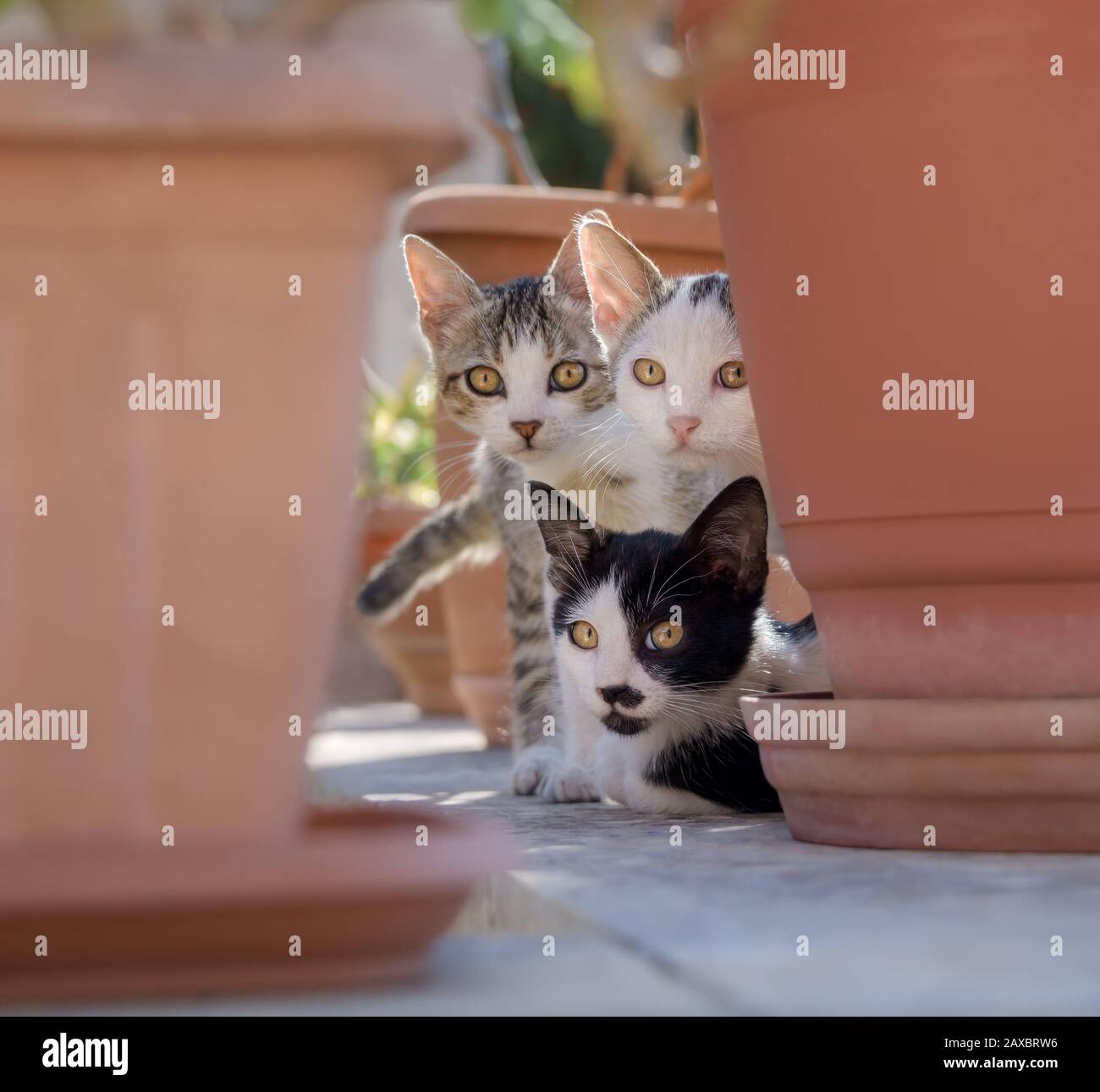 Three curious cat kittens, bicolor, posing on a garden wall, peering out of their hideout between flowerpots and looking attentively, Crete, Greece Stock Photo