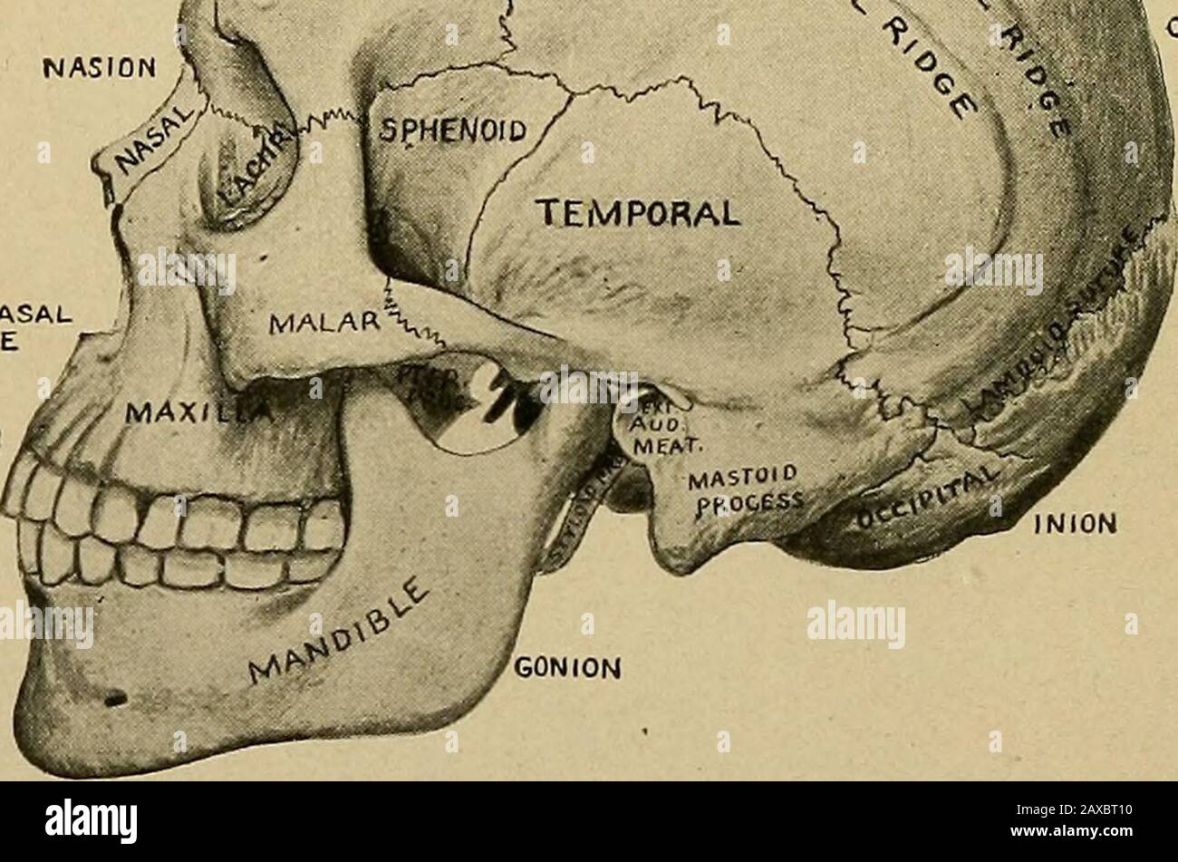 Applied anatomy and oral surgery for dental students . Fig. 5.—Side view of skull (Sobotta and McMurrich). the zygoma, the maxilla, the teeth, and the anteriorportion of the mandible, with the mental process infront. The three most prominent foramina seen arethe supra-orbital in the frontal bone, the infra-orbitalin the maxilla, and the mental in the mandible. Thesethree foramina are in a vertical straight line. Lateral View.—The lateral aspect of the skull (Fig.5) presents the mastoid process, the external auditory BONES 29 meatus, the auditory process, the glenoid fossa, thezygomatic arch, t Stock Photo
