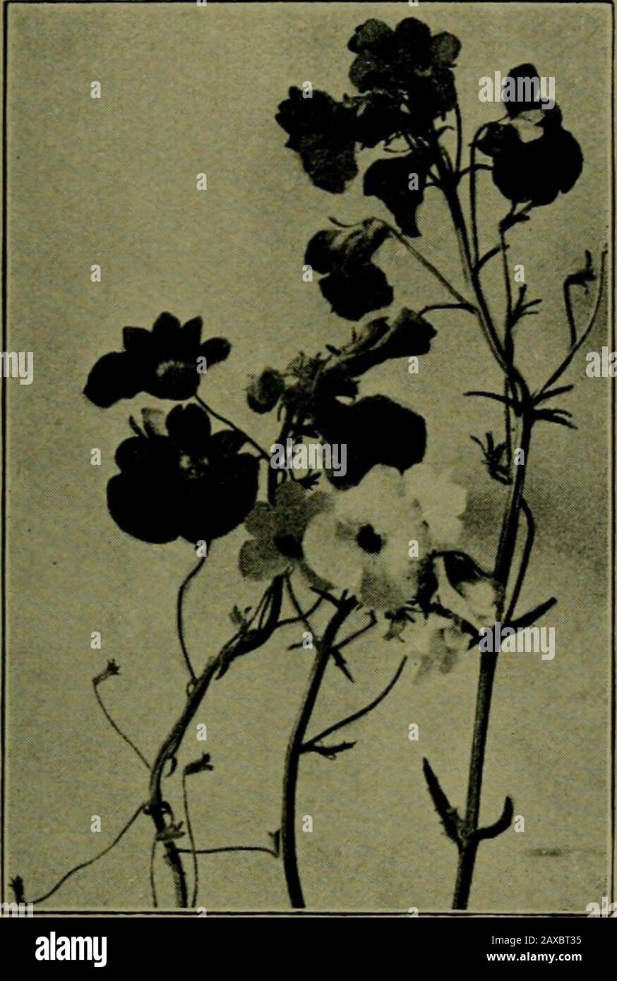Plants and their ways in South Africa . Fig. 338.—I. Floral diagram of Halleria flower. II. Bilocular ovary ofAntirrhinum. (From Edmonds and Marloths Elementary Botany for SouthAfrica). Diascia.—Corolla 2-lipped, but more regular than inNemesia. Upper lip 2-parted, lower 3-parted. Middle lobeoften notched. As in Nemesia the two longer (front) stamenscurve round and clasp the upper pair. Annuals or persistent herbs, often spreading, with dark wine-colouredor purplish flowers. Eastern and Western. In dry, sandy soil. Forty-seven species in South Africa. CC. Corolla with a single pouch or spur at Stock Photo