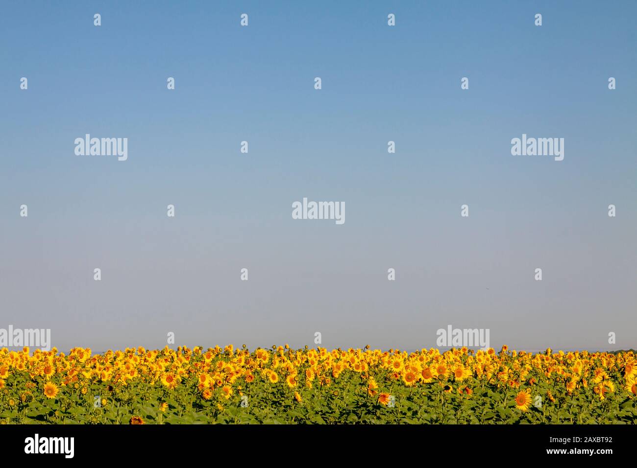 The blue sky is below the field of sunflowers Stock Photo - Alamy