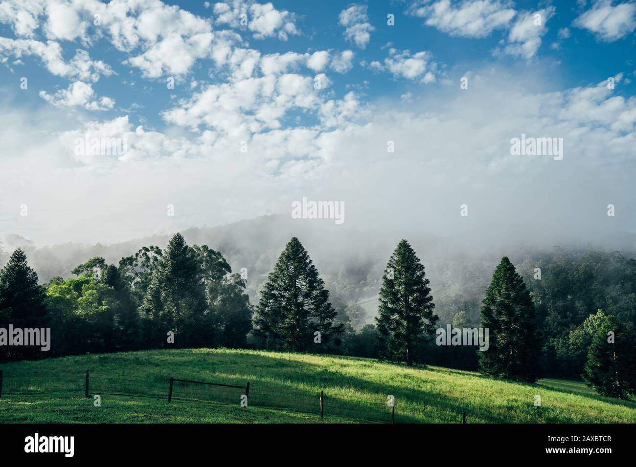 Tranquil scene fog break over sunny green trees Taree Australia Stock Photo