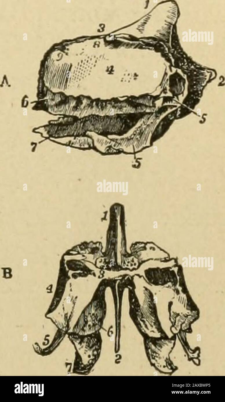 Applied anatomy and oral surgery for dental students . described more or less indetail: sphenoid, ethmoid, maxilla, and mandible. The Sphenoid Bone.—The sphenoid bone (Fig. 7)is situated across the base of the skull, between the tem-poral bones laterally, the ethmoid bone in front, andthe occipital bone behind. The sphenoid bone consists of a body and six processes,three on each side, viz.: the greater wing, the lesser wing,and the pterygoid process. The hody is cuboid in shape.Its upper and lateral surfaces are within the brain-case.The posterior surface articulates with the occipital bone.Th Stock Photo
