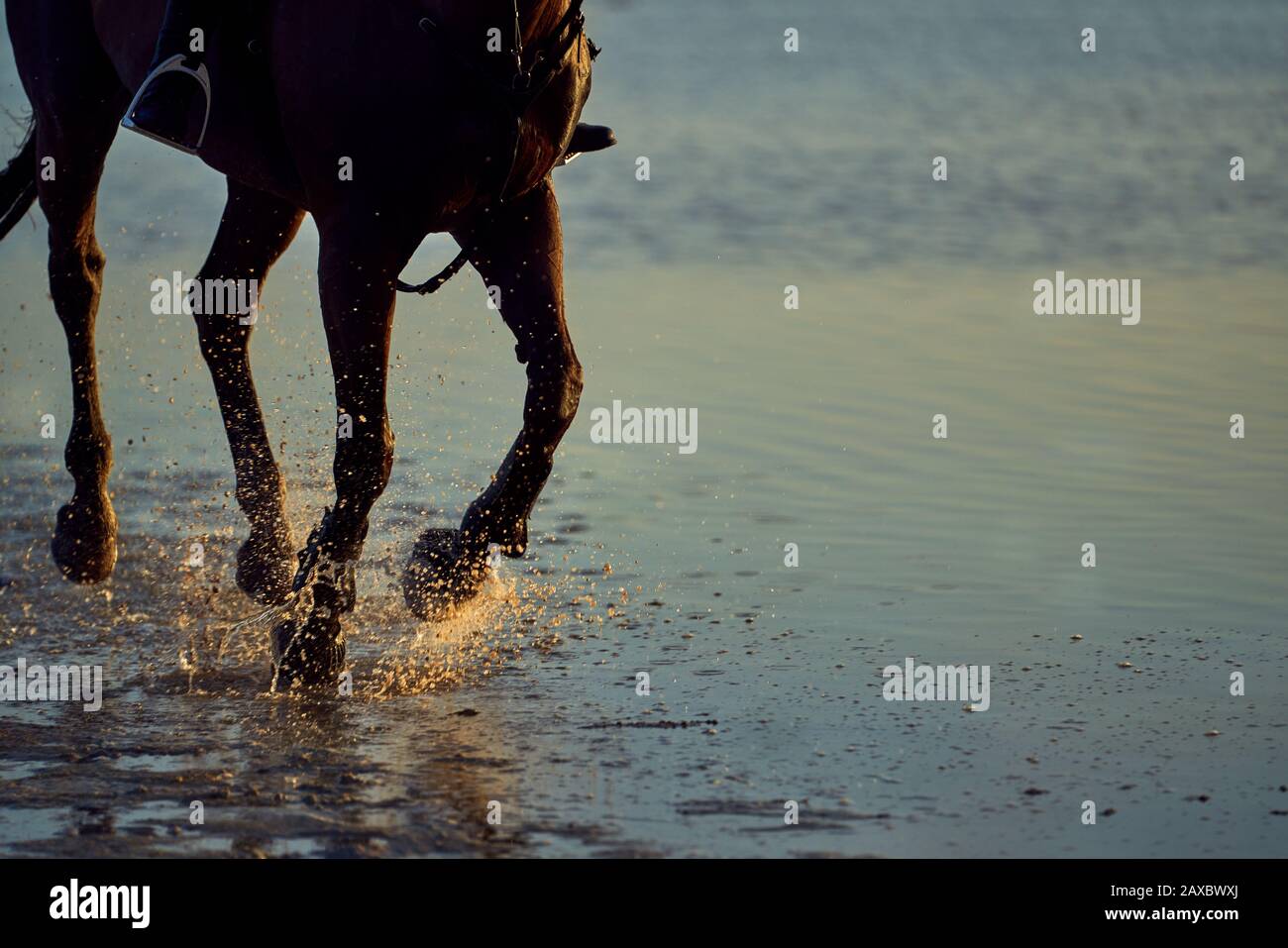 Horse running splashing in ocean surf Stock Photo